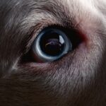Dark Web Monitoring