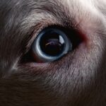 Dark Web Market